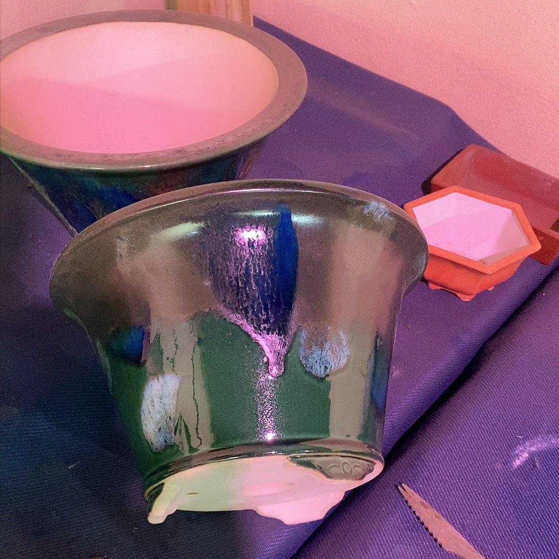 盆景斗立包邮到家护***者