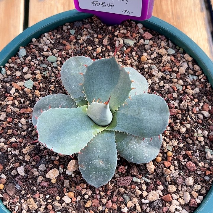 勋哥多肉福克斯HBG芽