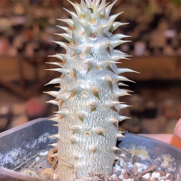 满38包邮2天凑单，脱土晾根发货多肉植物