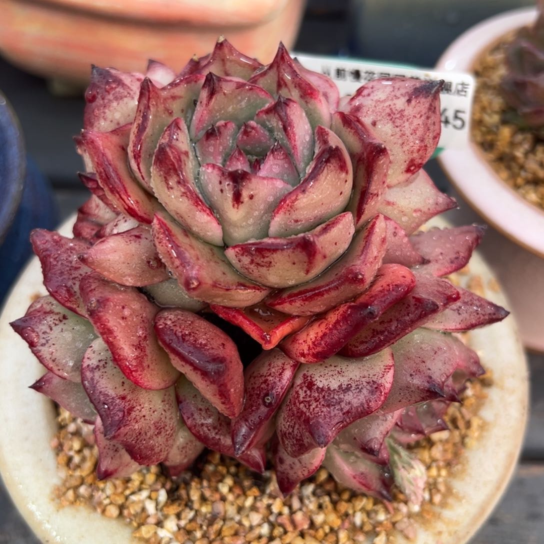 从前慢多肉精选编号0213.145