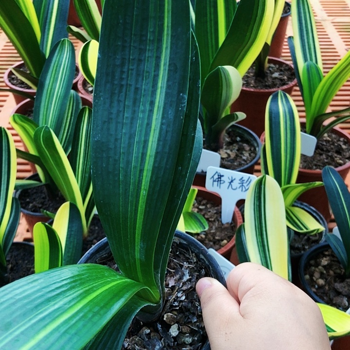 【闪购商品】雨*蒙