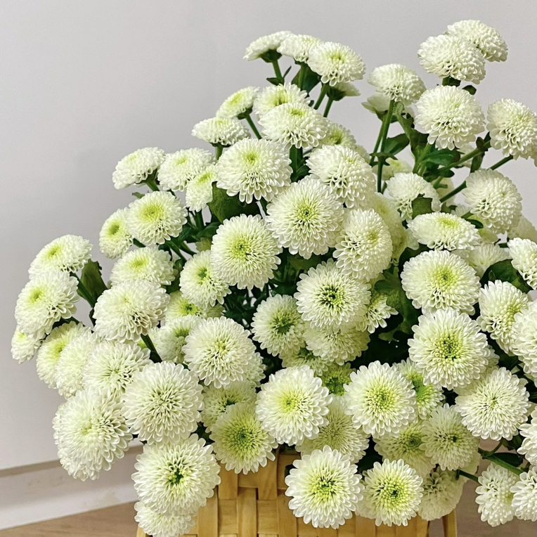 【克隆香水多头小雏菊】任意两单顺丰包邮，0度以下必拍保温棉！