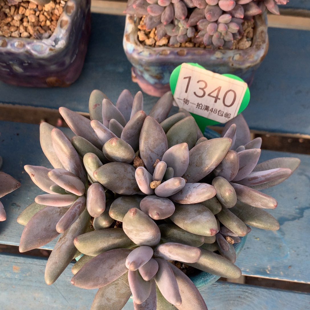 企鹅无砍平头老桩1340