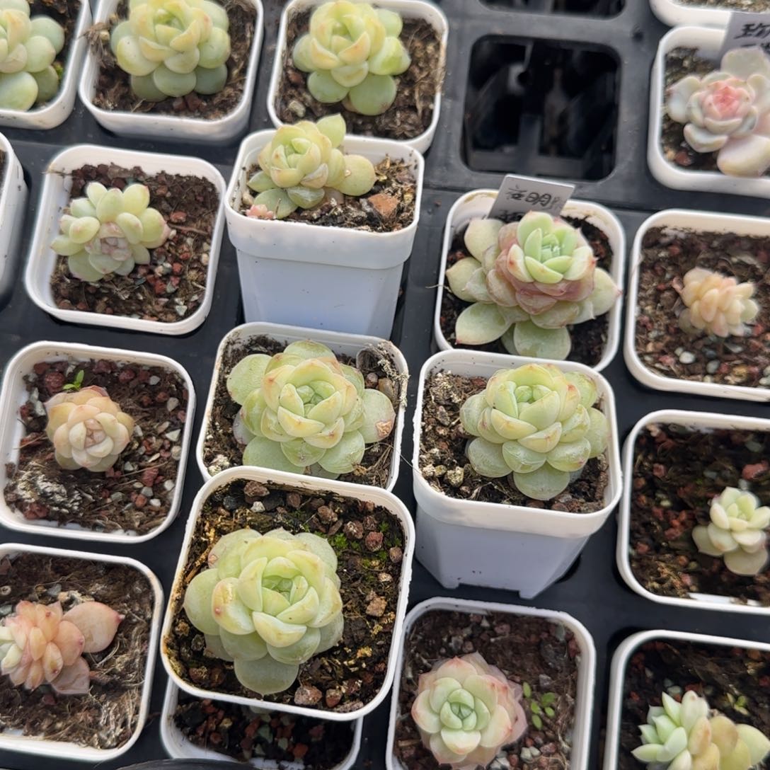 财富442外棚圆的盆一个满25包邮