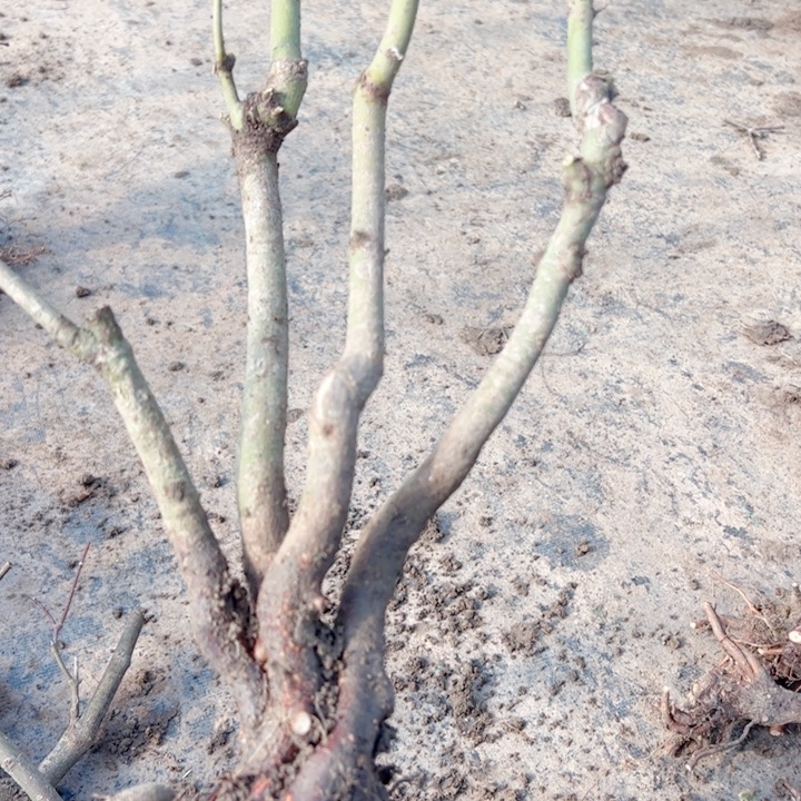 米***兔无花朵枫树……枫树