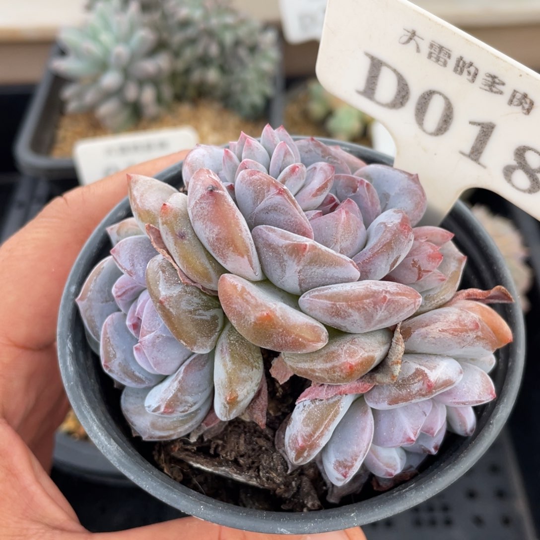 018星影不带盆8厘米