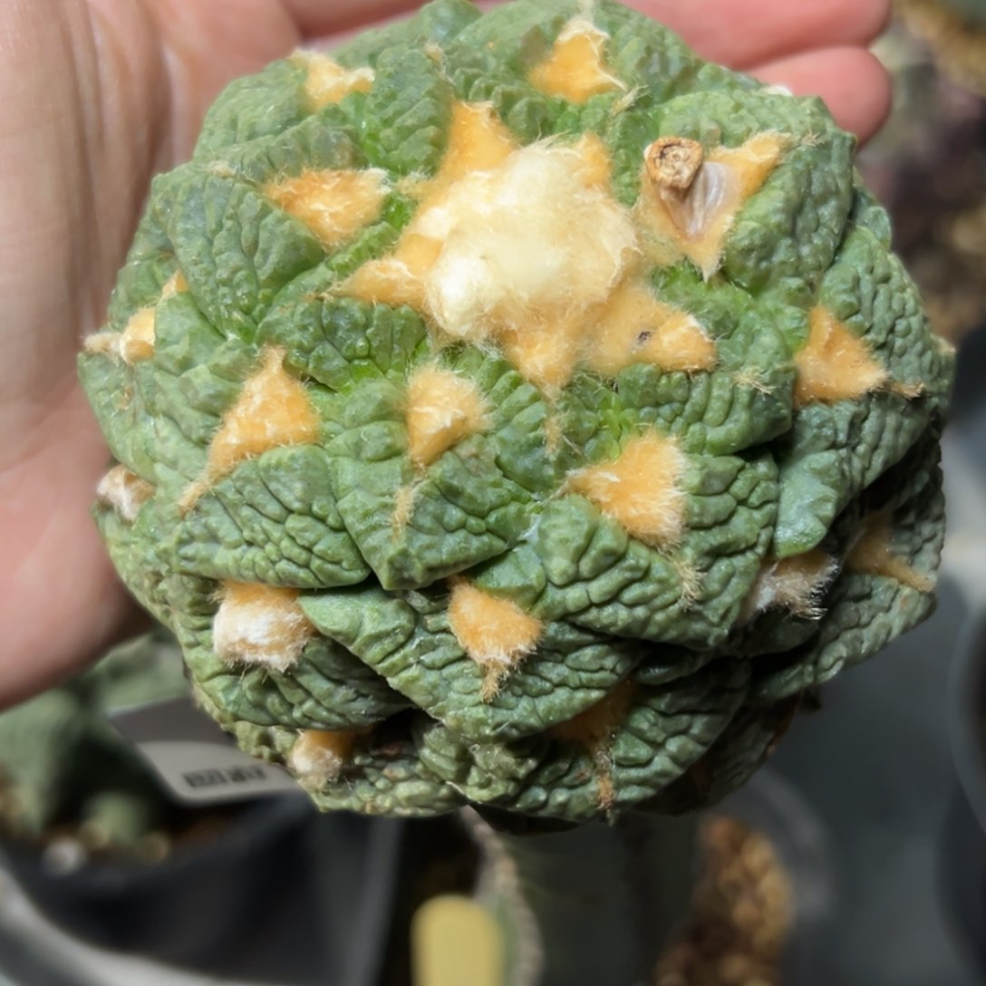 219 仙人球的故事