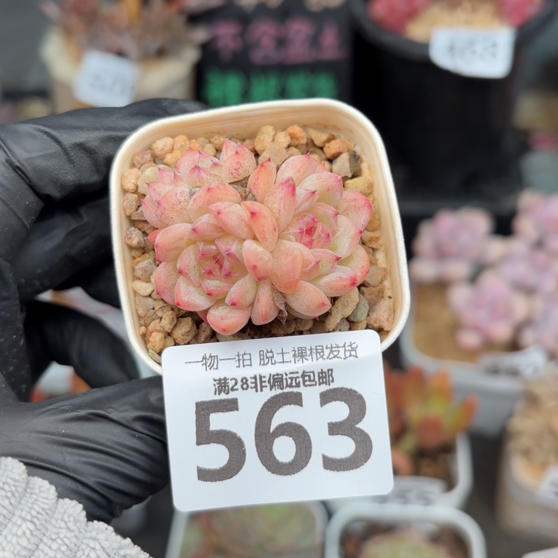 甜心珍妮无盆土发货