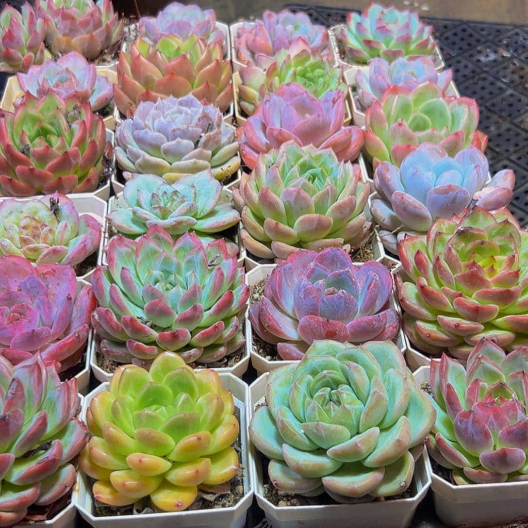 夕***阳363多肉葡萄的价格是多少啊哈哈