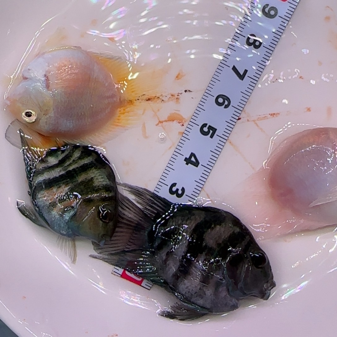 海水鱼两公两母4只