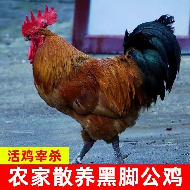 精选2只散养黑脚大公鸡土鸡6斤新鲜现杀整只顺丰冷链