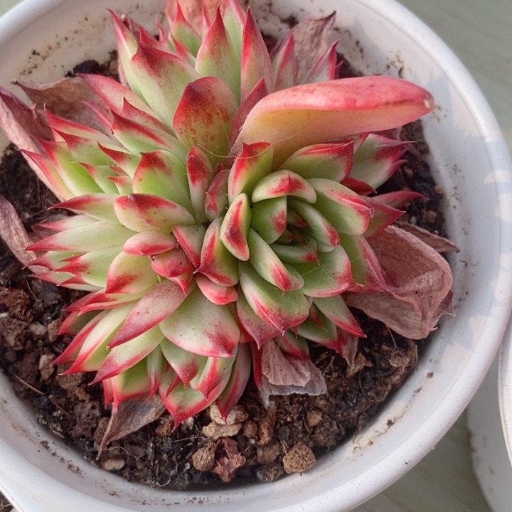 桃花锦多肉锦景天