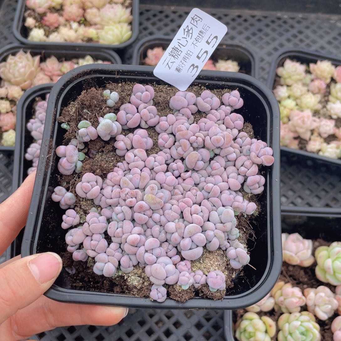 云糖心多肉植物355