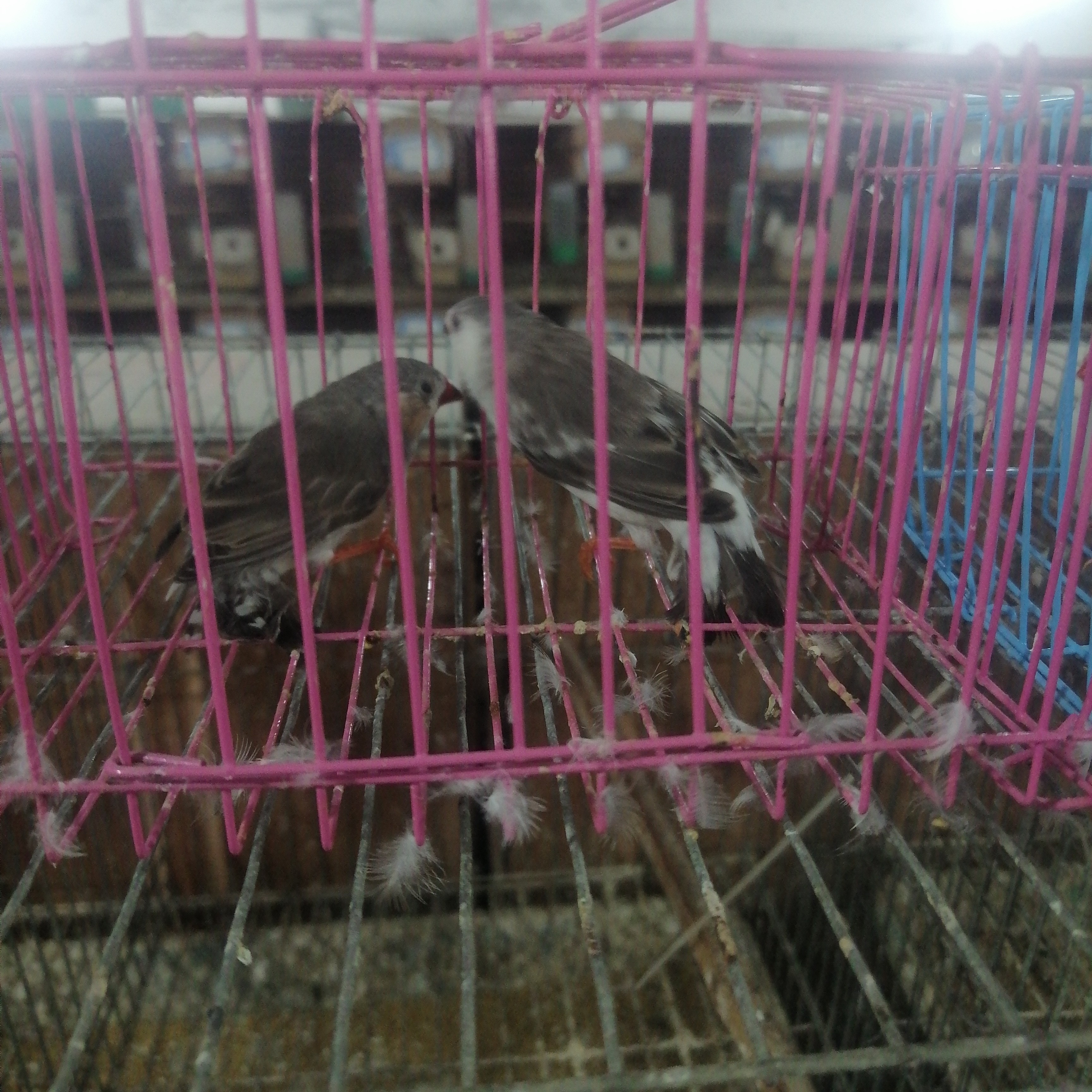 珍珠鸟企鹅珍珠观赏鸟