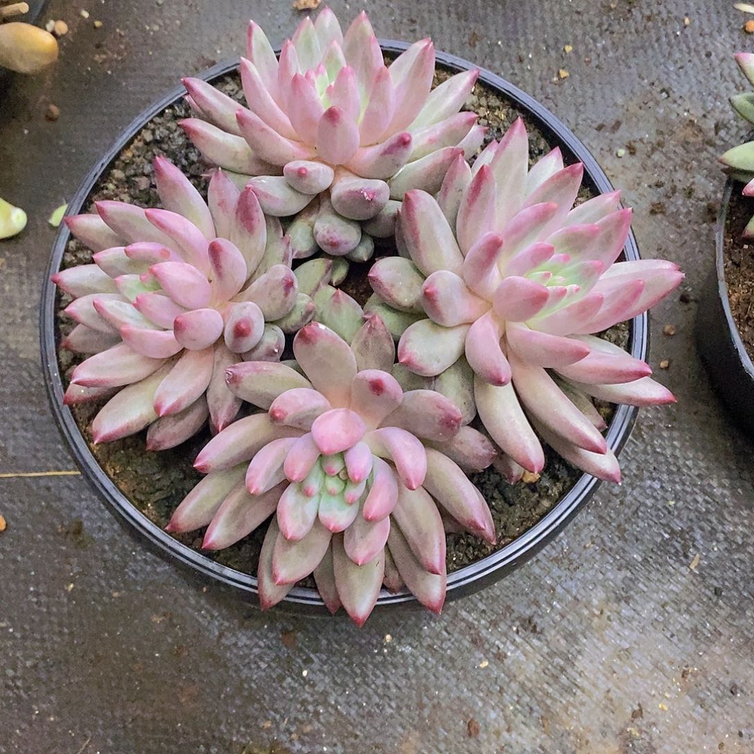 桃***魇多肉植物多肉植物