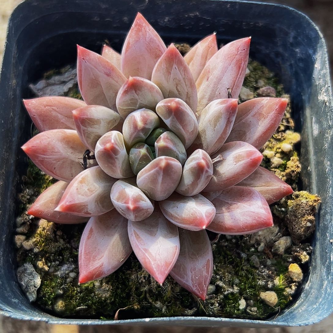 桔云多肉美人精品系列