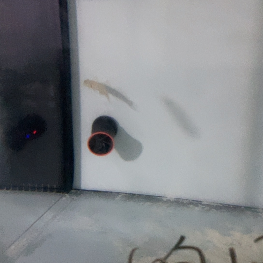 海水鱼海水观赏鱼钻石哨兵5-6*1