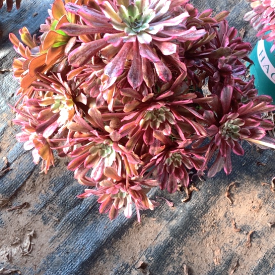单**爸多肉植物油墨487