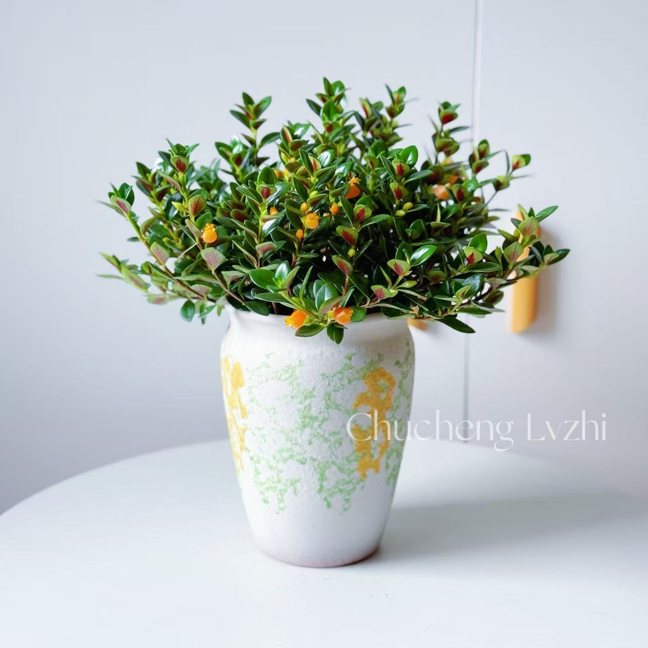 金鱼花吊兰带花苞盆栽四季花卉室内植物客厅绿植好养易活养护季节