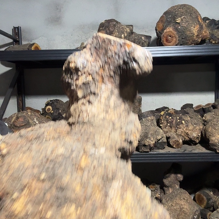 反***动香榧木火琉璃的故事是一个