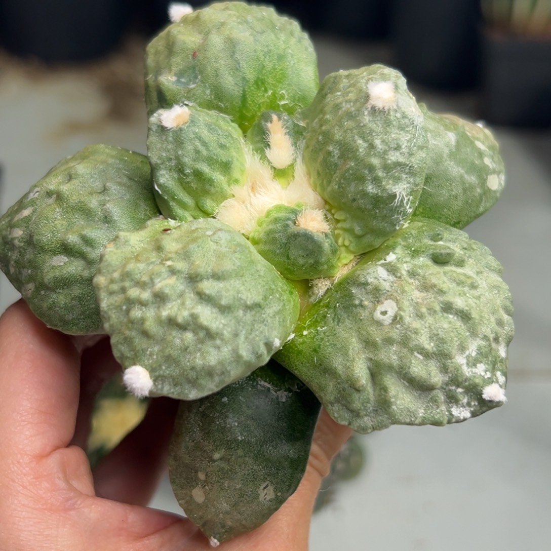 288 仙人球的比赛将于