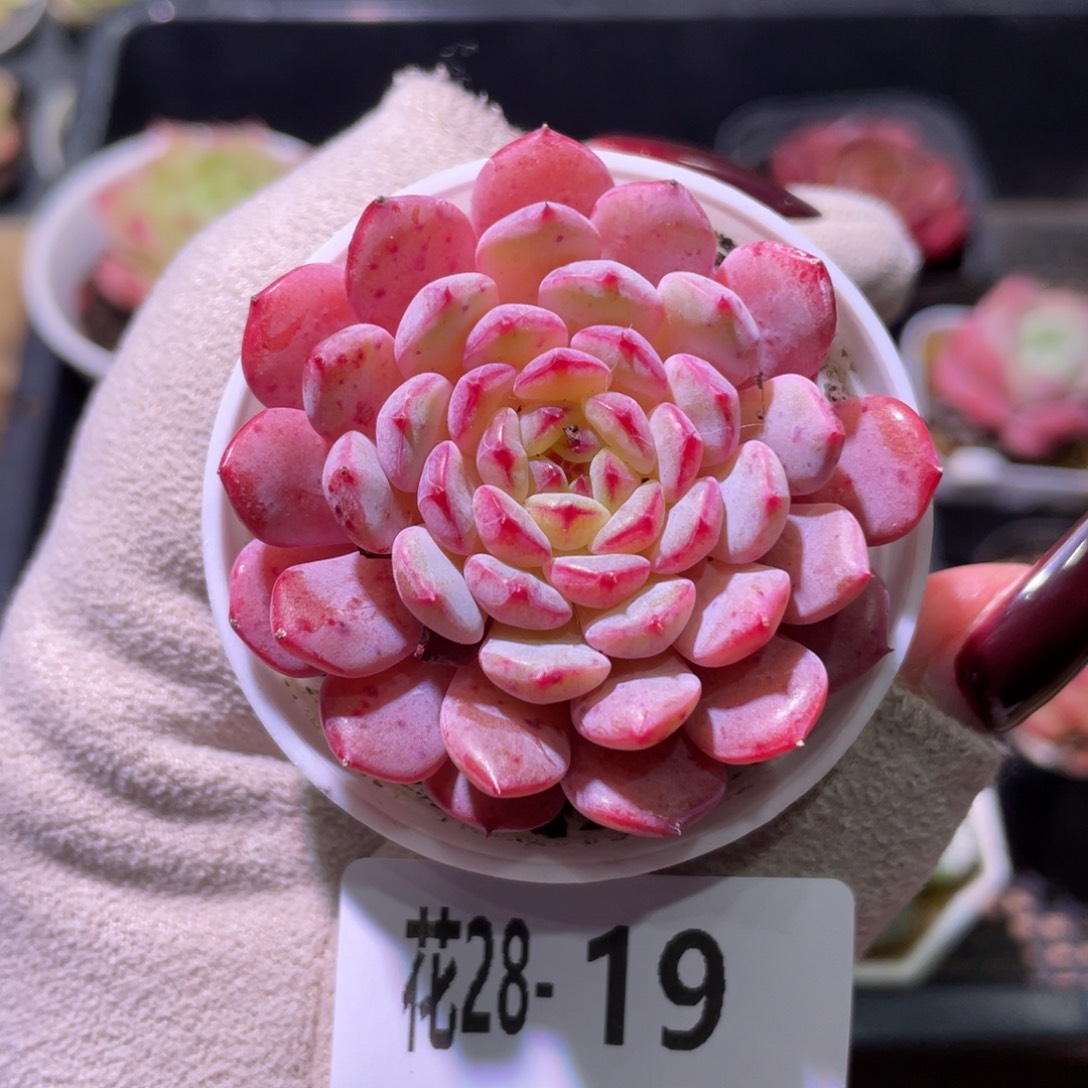 花利美28-19哈尼单头