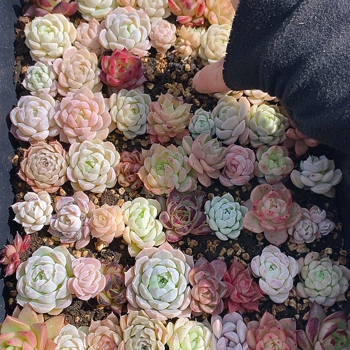 106 多肉植物盆栽花卉盆栽