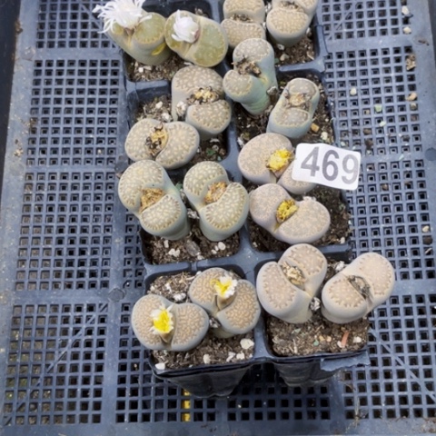 469生石花10棵一物一图如图