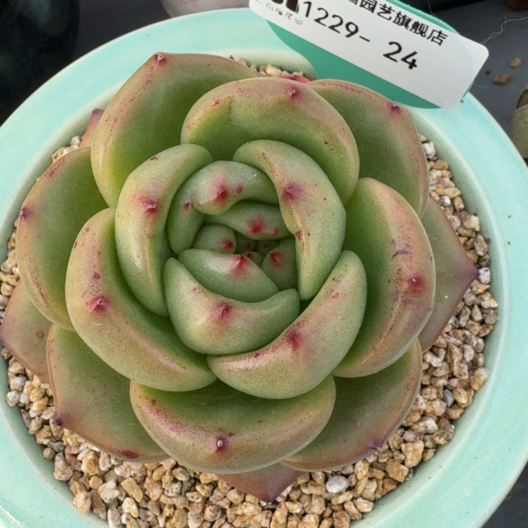 从前慢多肉精选编号1229.24白酒