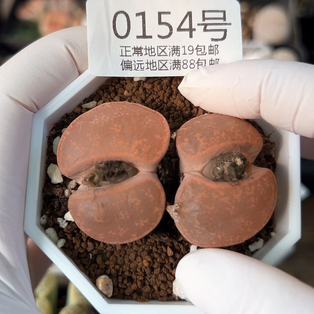 好养易活生石花大母本0154