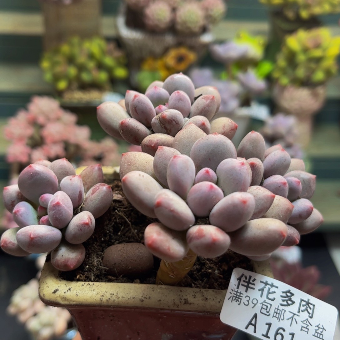 161仙子奶酪10cmdr