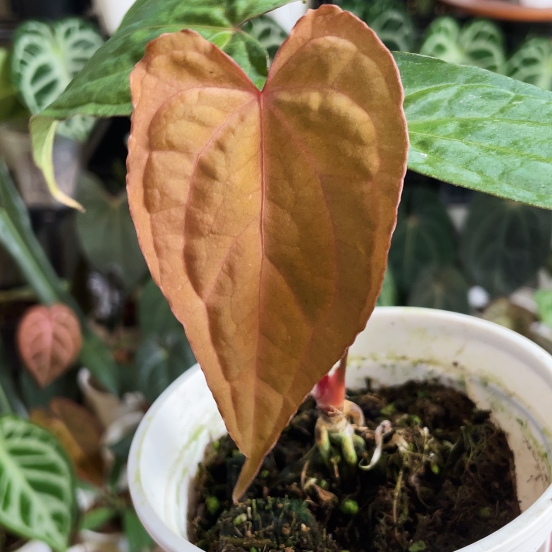 完全开放red papi