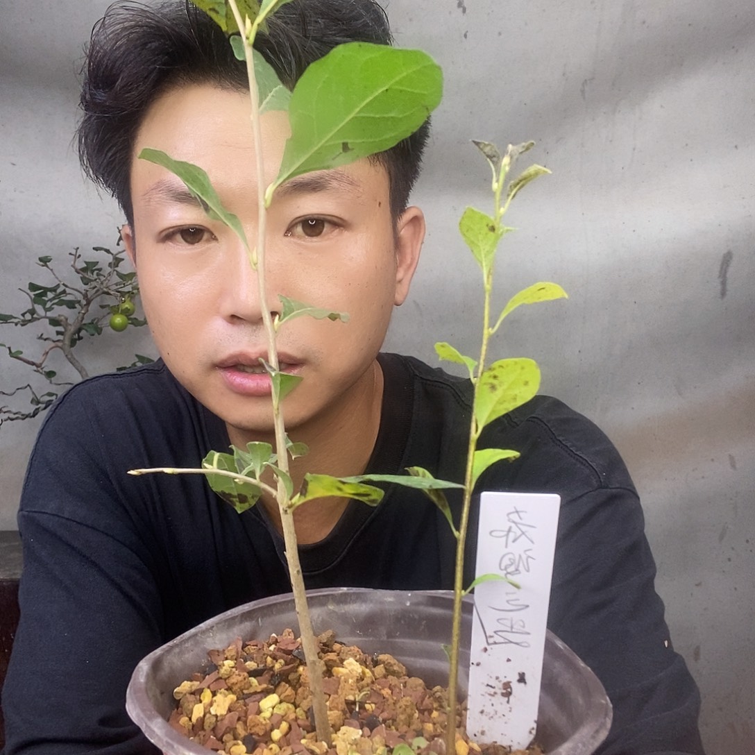 无花朵老鸦柿希望之光