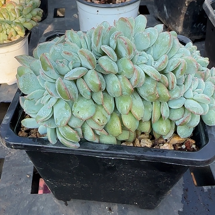 茂***6青蛙王子儿童牙膏套装？