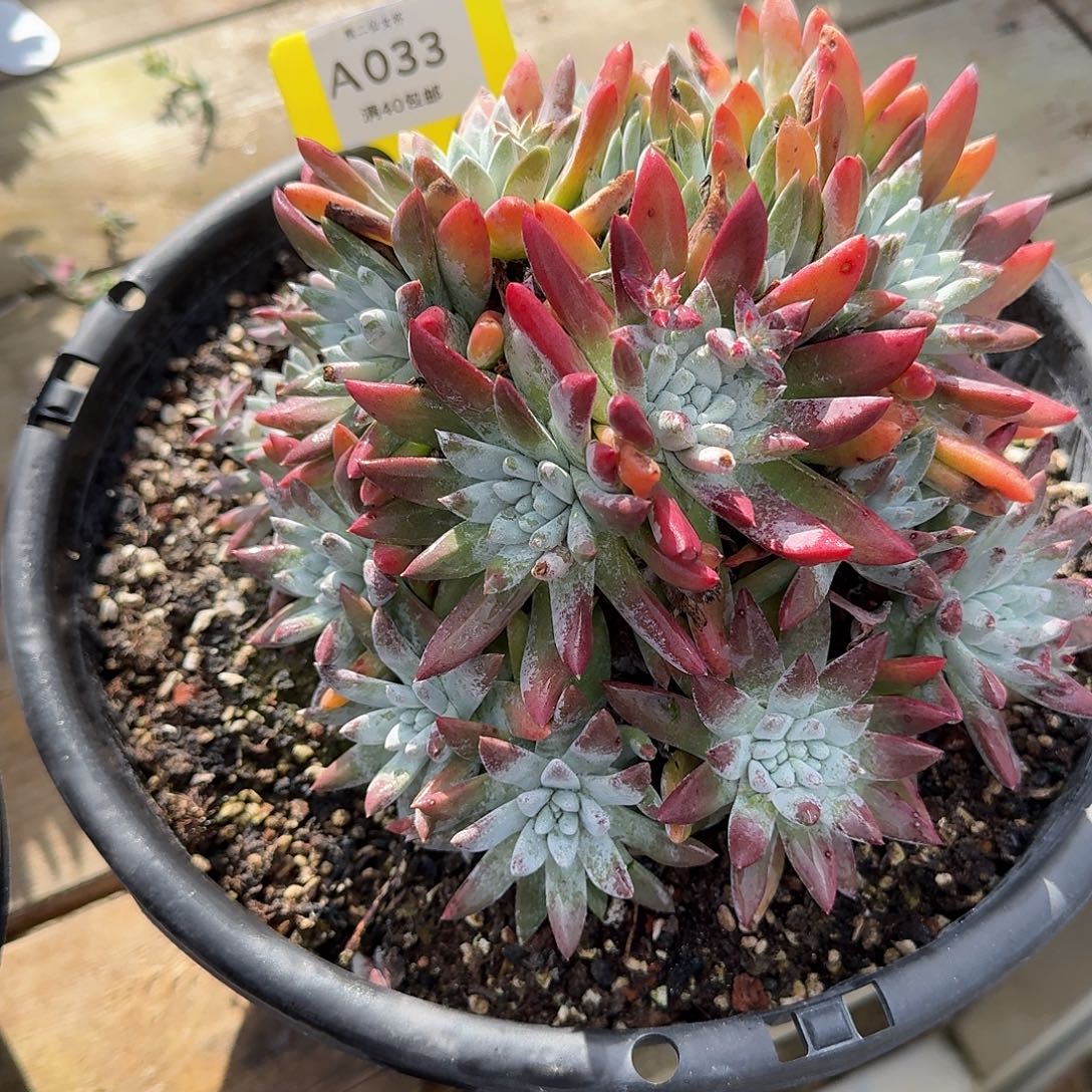 满***8多肉植物仙女杯A033