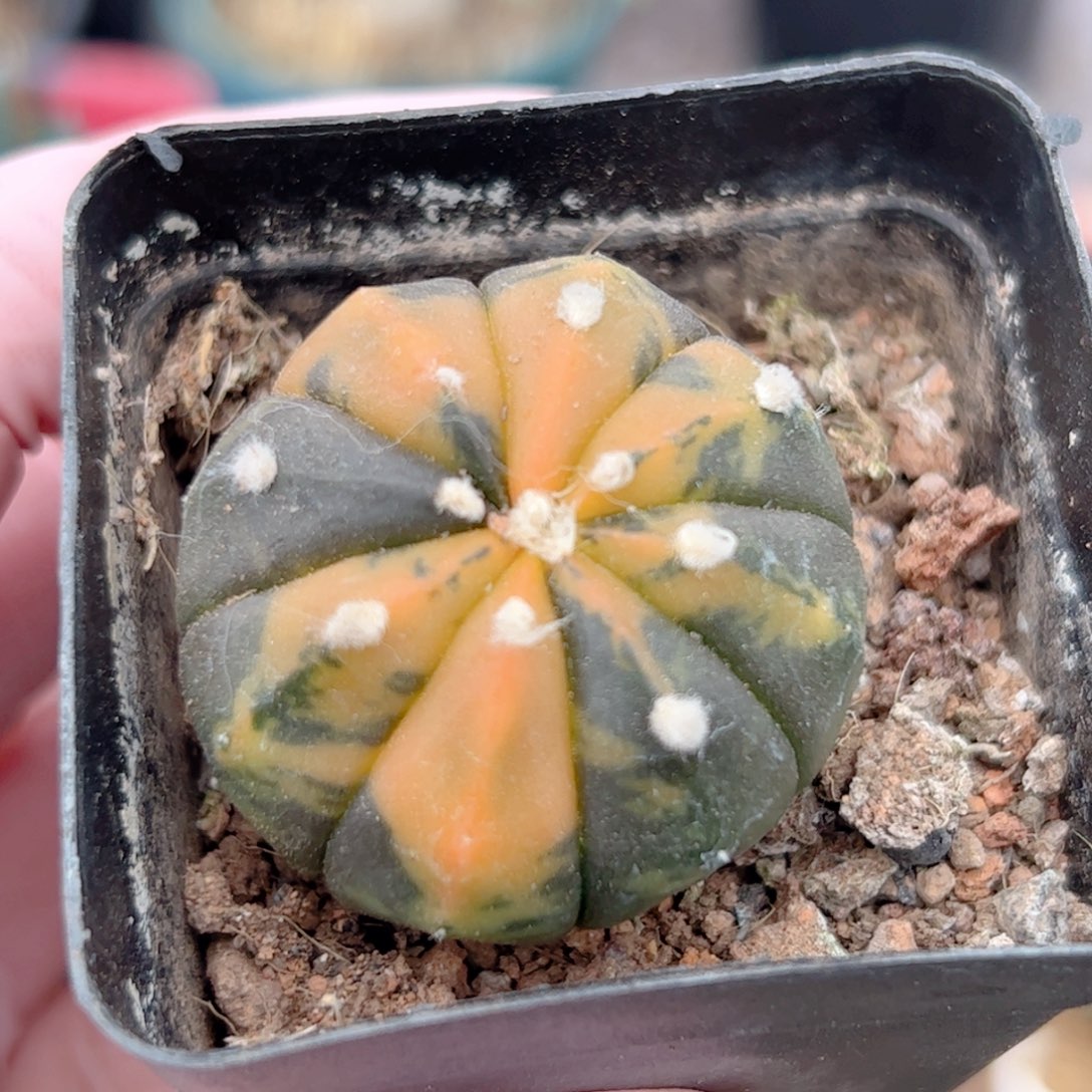 实生 兜锦仙人球