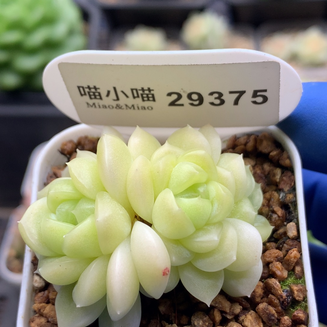 李***茜多肉植物杂交珍妮