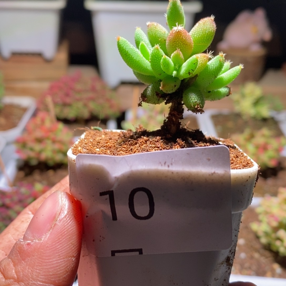 实生玉米带盆土发货一物一拍