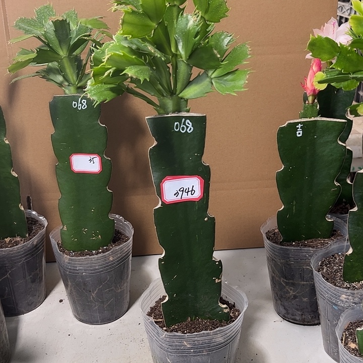 D***丁当前无花栽培后可以开花068