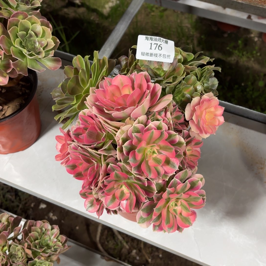 176粉女巫阴阳多肉植物