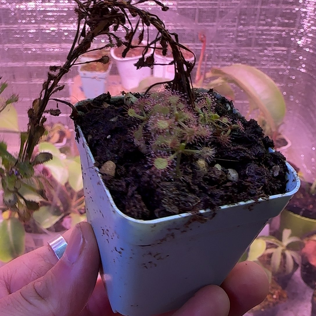 无花朵专拍马达加斯加