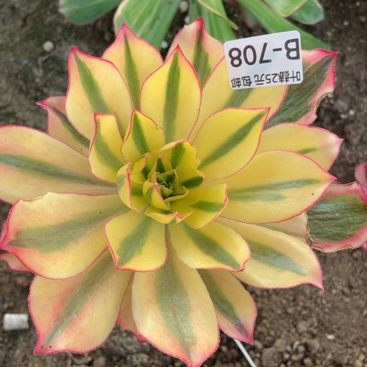 708魅影嫁接多肉12345678