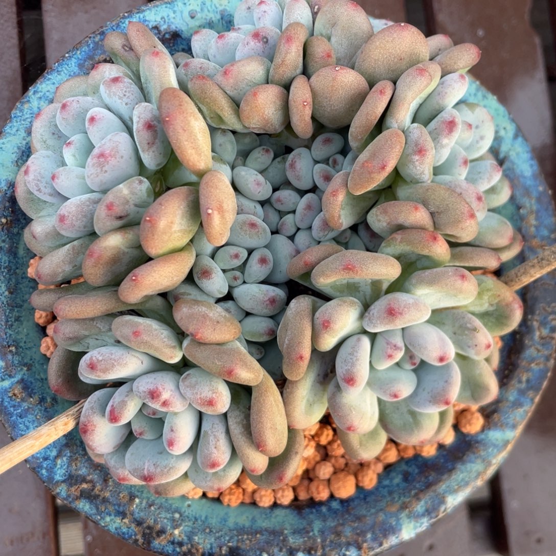 香香雪群生清台子