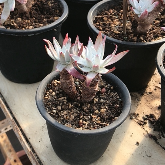 韩货刘丹仙女棒杯