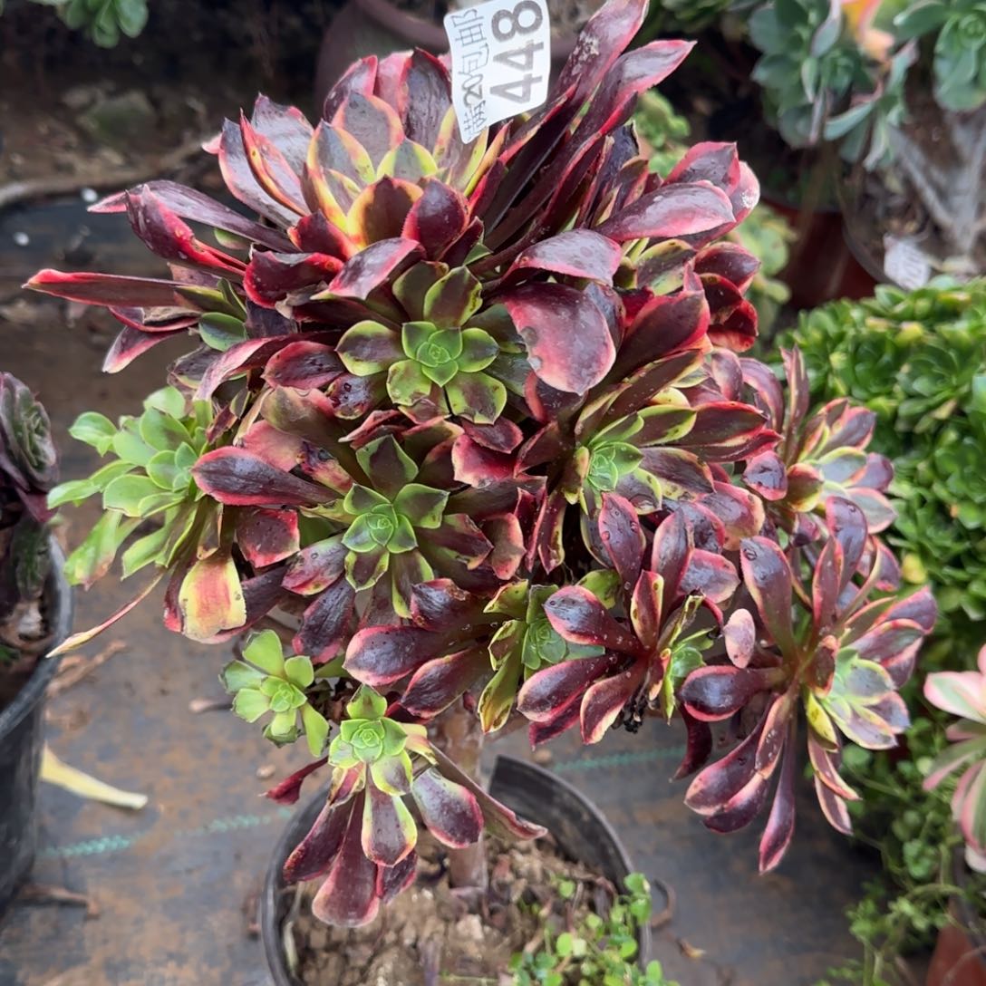 欧佳丽，448满20包邮断枝不包