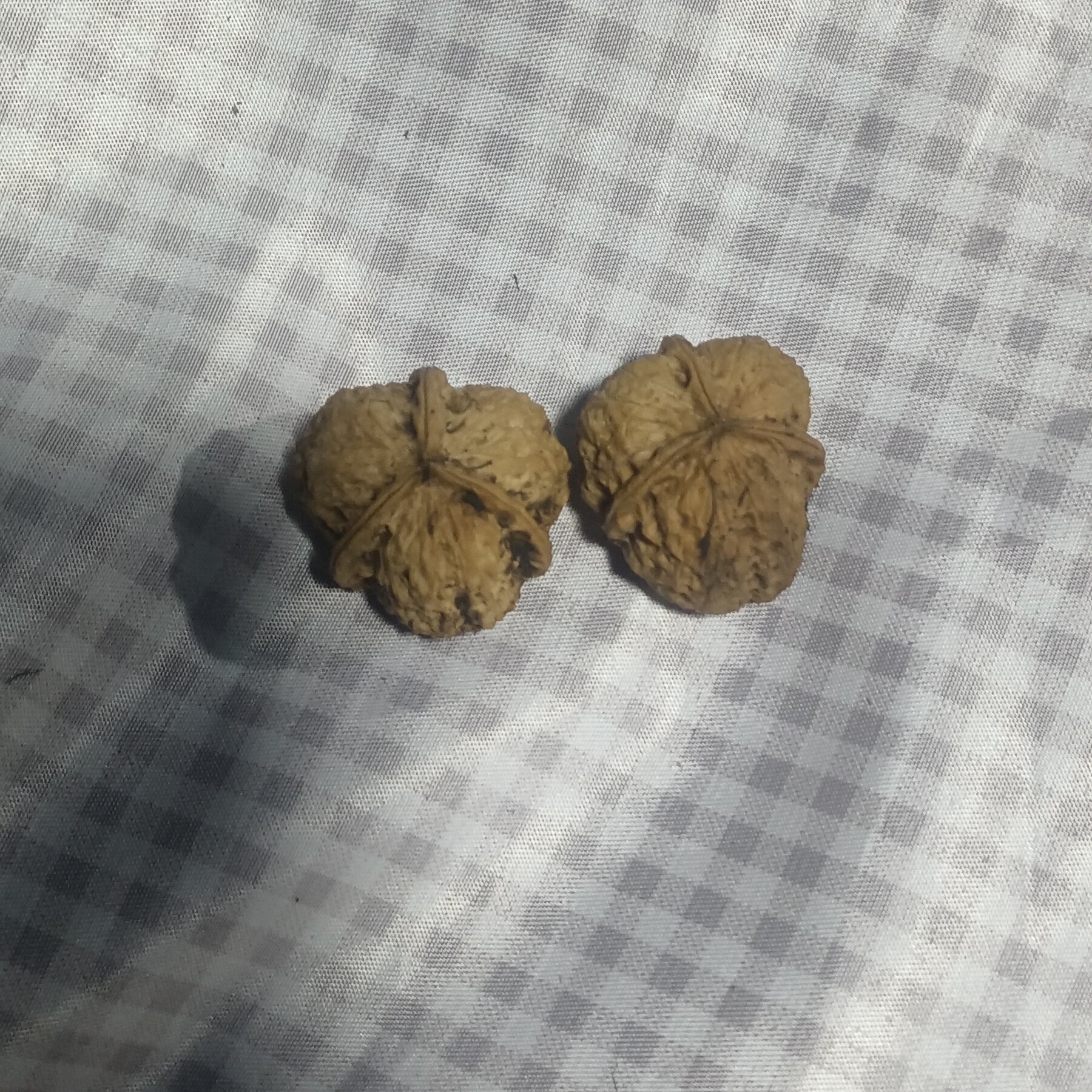 云南深山老林三楞铁核桃文玩核桃