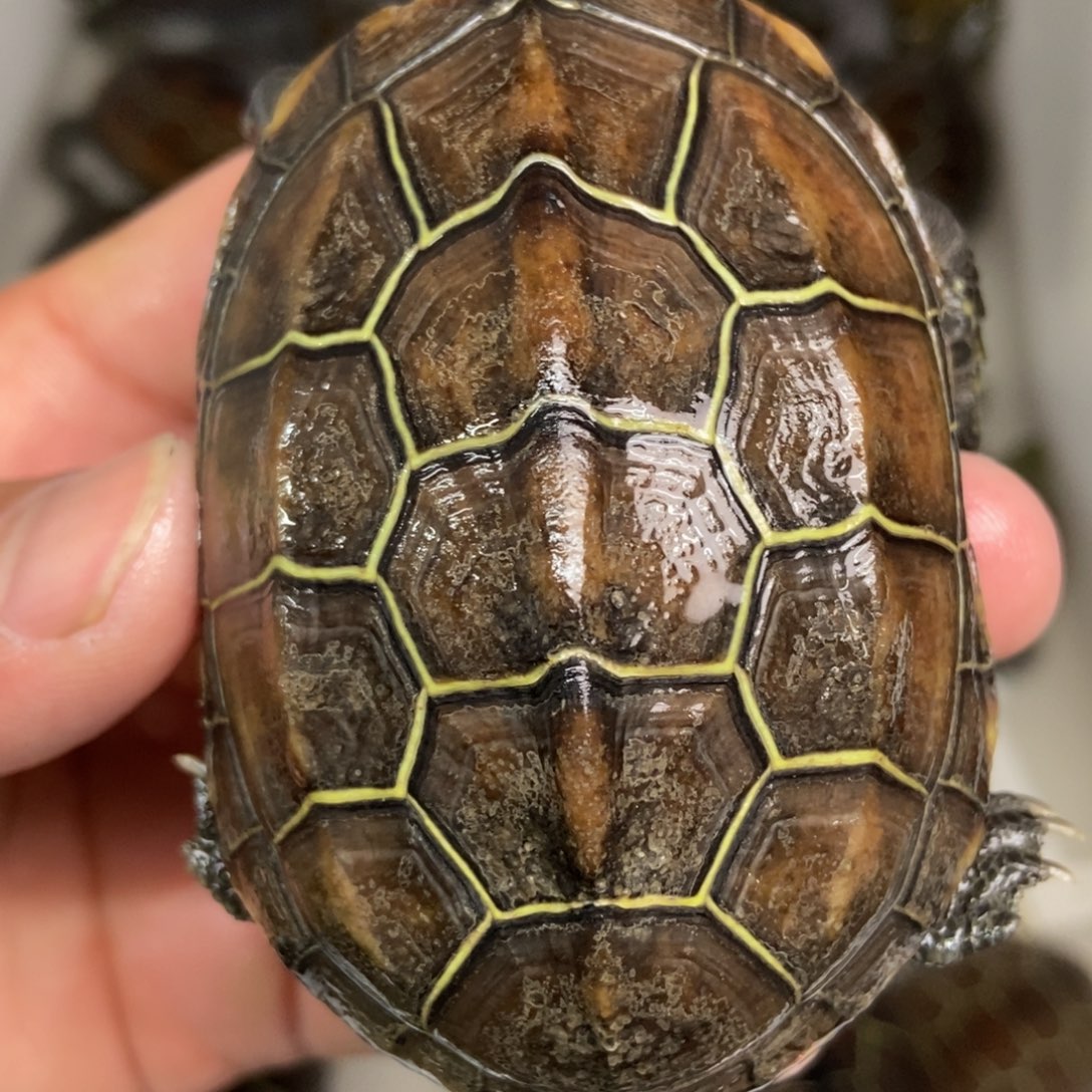 中华草龟不分公母