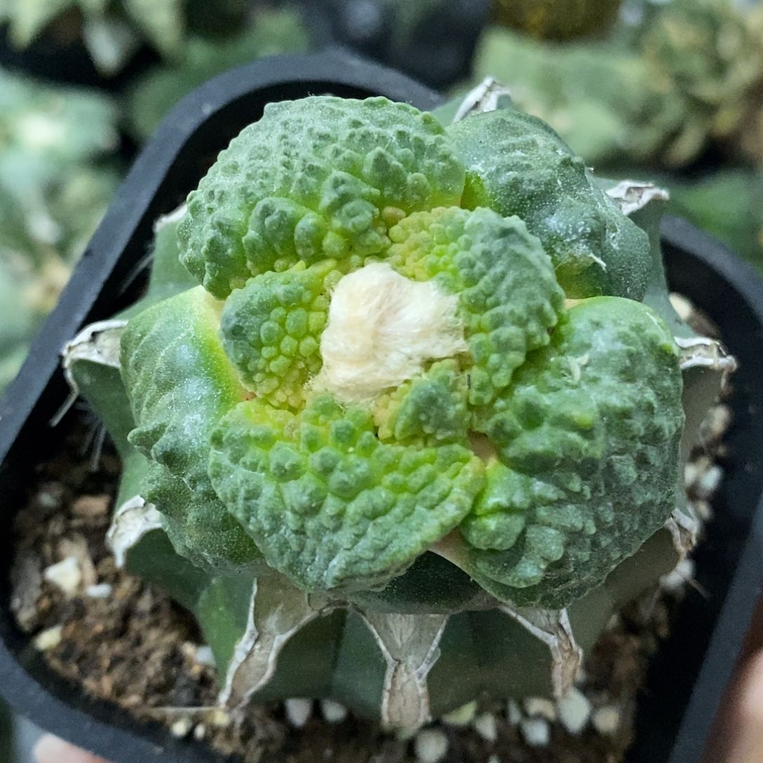 草球牛舍怒福利捡漏