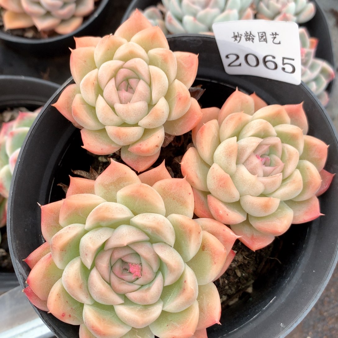 2065杂交多肉植物基地