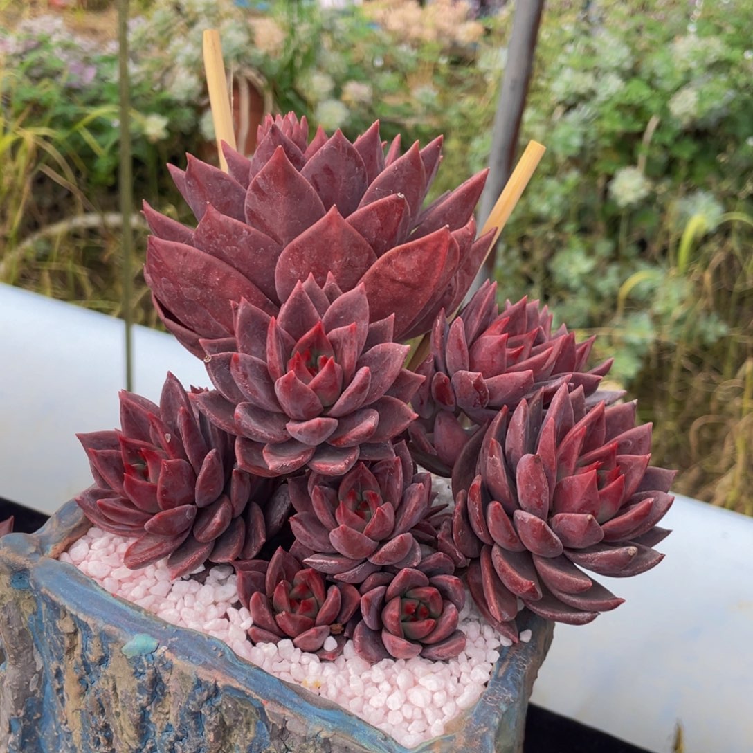 多肉植物盆栽多肉